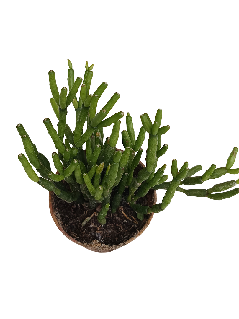 Hatiora Planta Suculenta Colgante Ø5 Cm