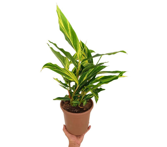 Alpinia Zerumbet Variegata M20 50-70cm_0
