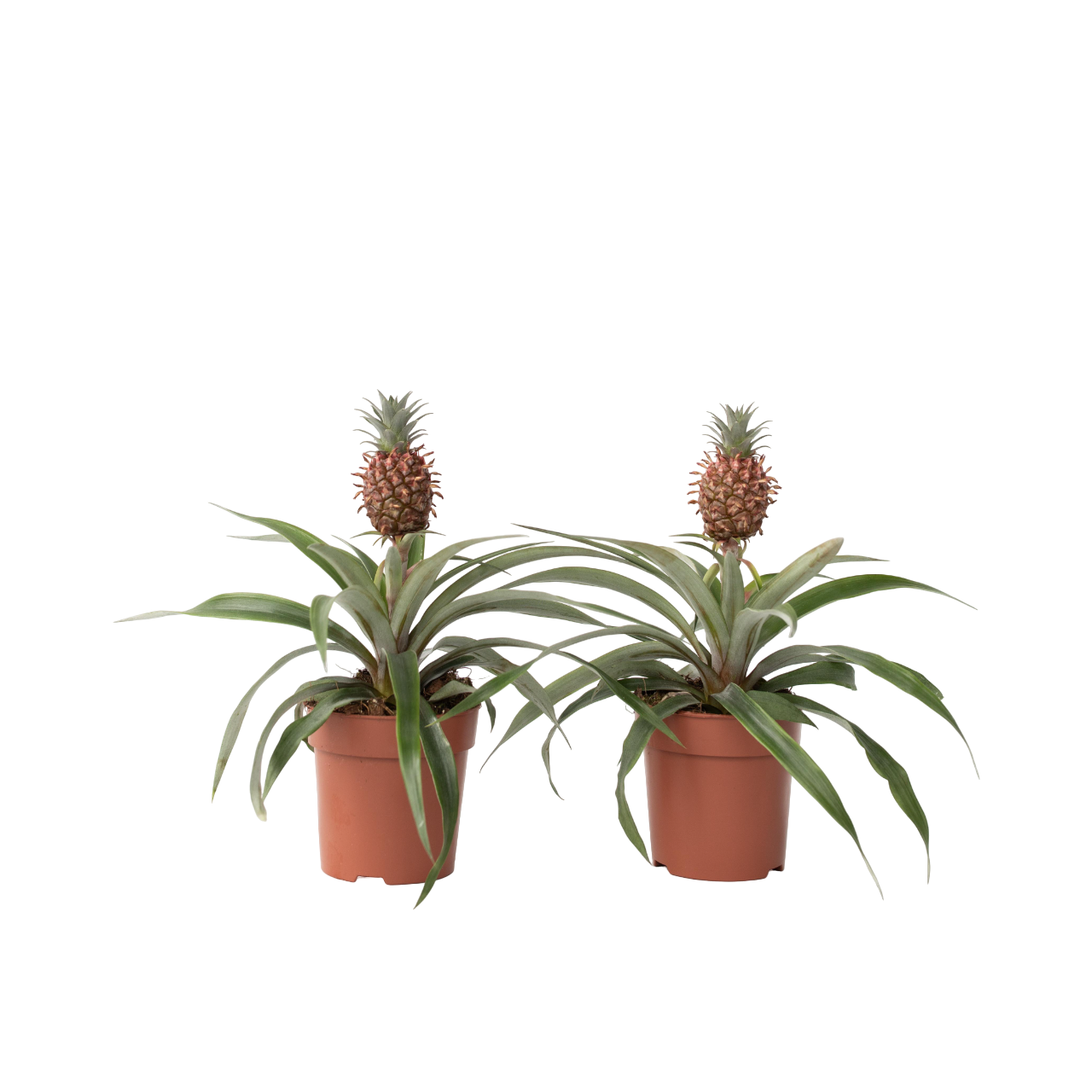 Planta De La Piña - 2 Pzs - Ananas Comosus 'mi Amigo' - Altura 35-45cm - ⌀12cm