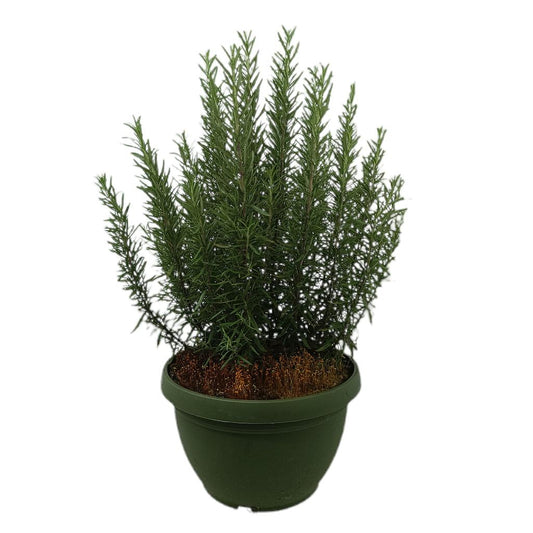Romero Officinalis M27_0