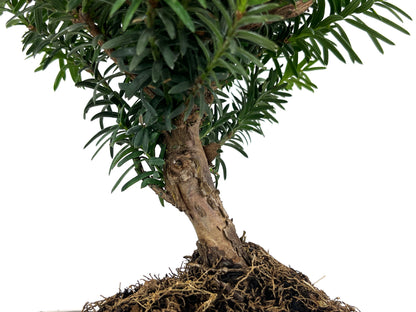 Bonsái Taxus Media - Tejo 8 Años