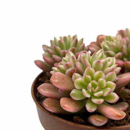 Sedum Joyce Tulloch Variegata Cactus Y Suculentas M8,5 Ø