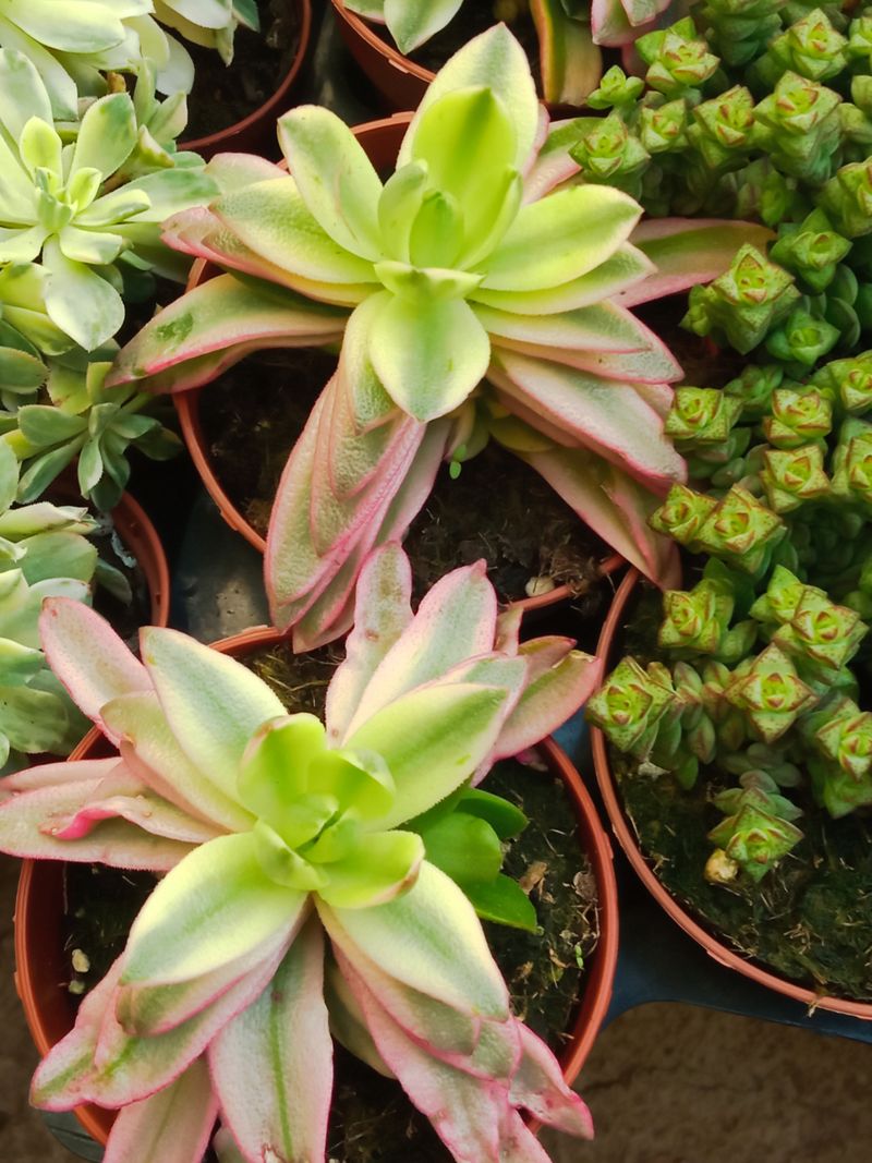 Crassula Campfire Variegata Planta Suculenta 5 Cm_0
