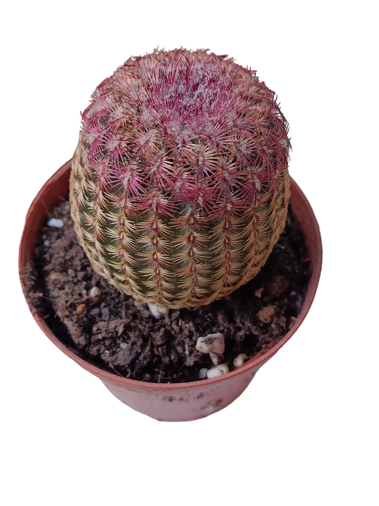 Cactus Rojo Rigidispinnus Ø8 Plantas Jovenes_0