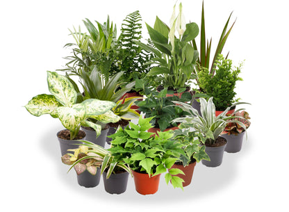 Pack 10 Plantas De Interior M9