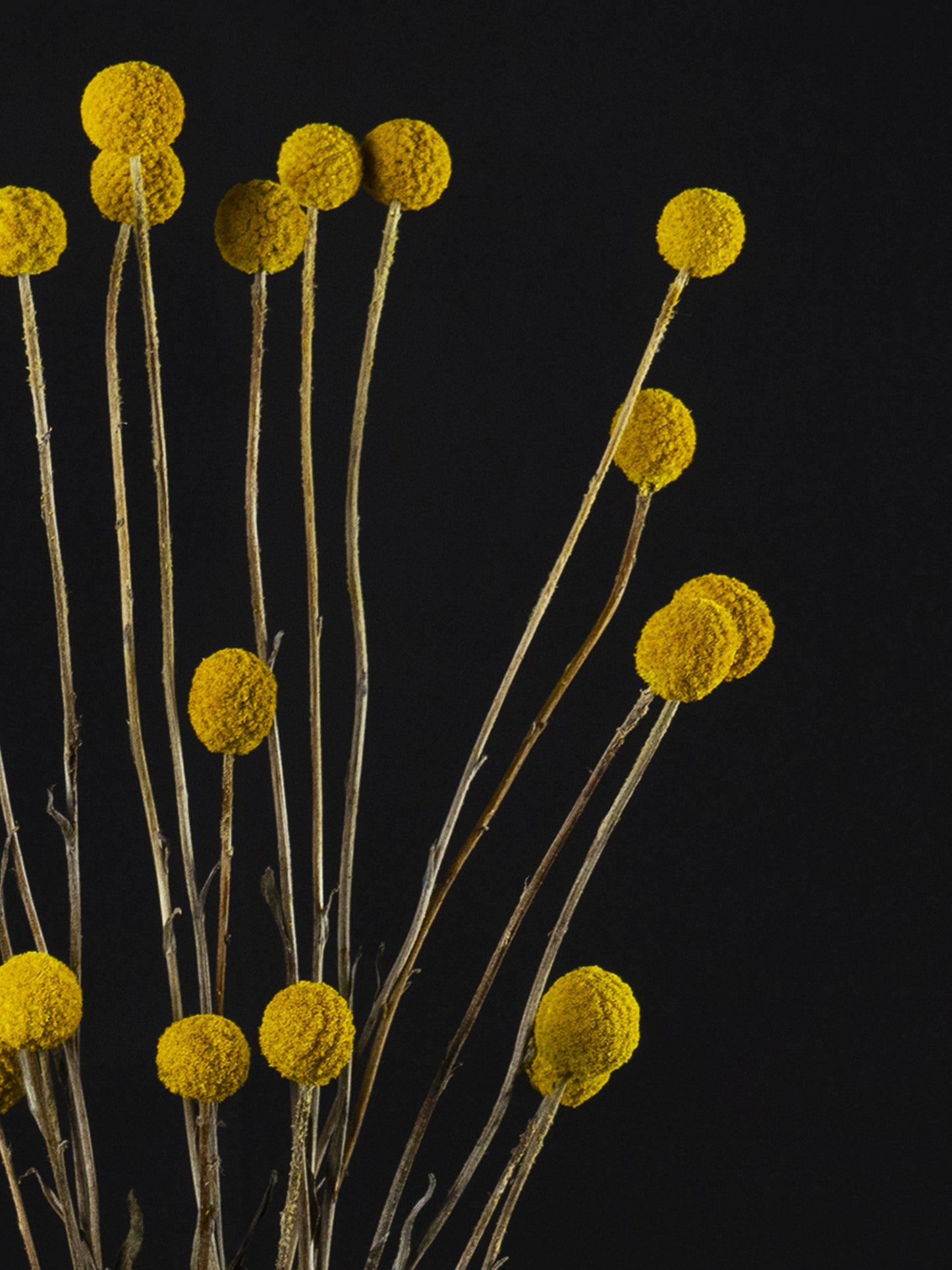 Craspedia Preservada