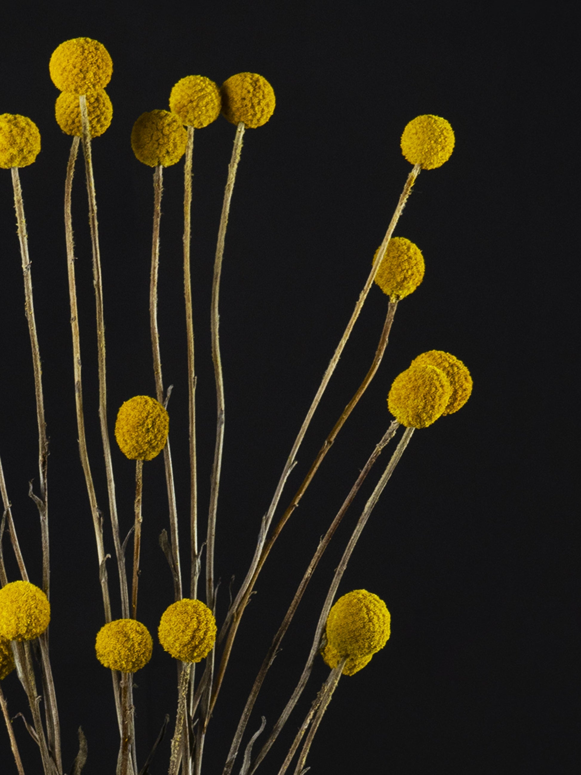 Craspedia Preservada