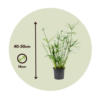 Planta Paraguas - 4 Pzs - Cyperus Alternifolius - Altura 40-50cm - ⌀14cm