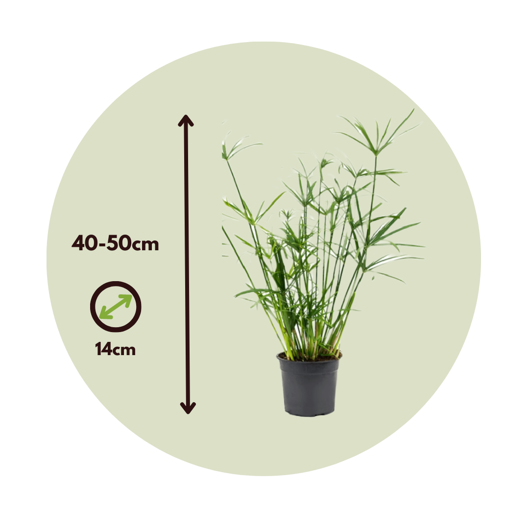 Planta Paraguas - 2 Pzs - Cyperus Alternifolius - Altura 40-50cm - ⌀14cm_2