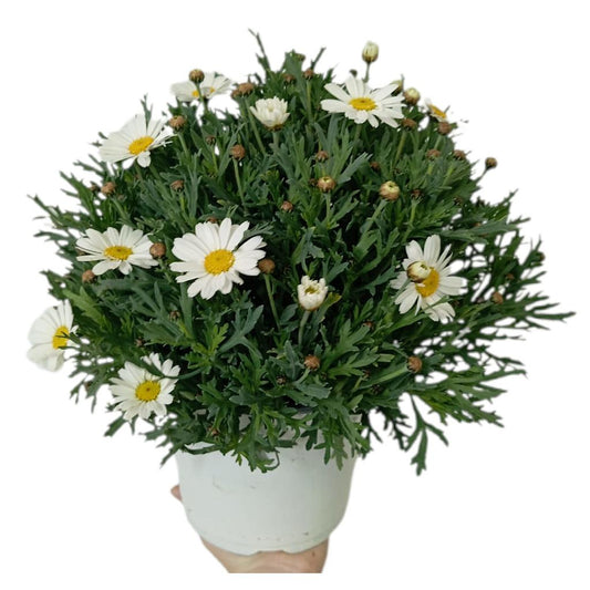 Margarita M15_0
