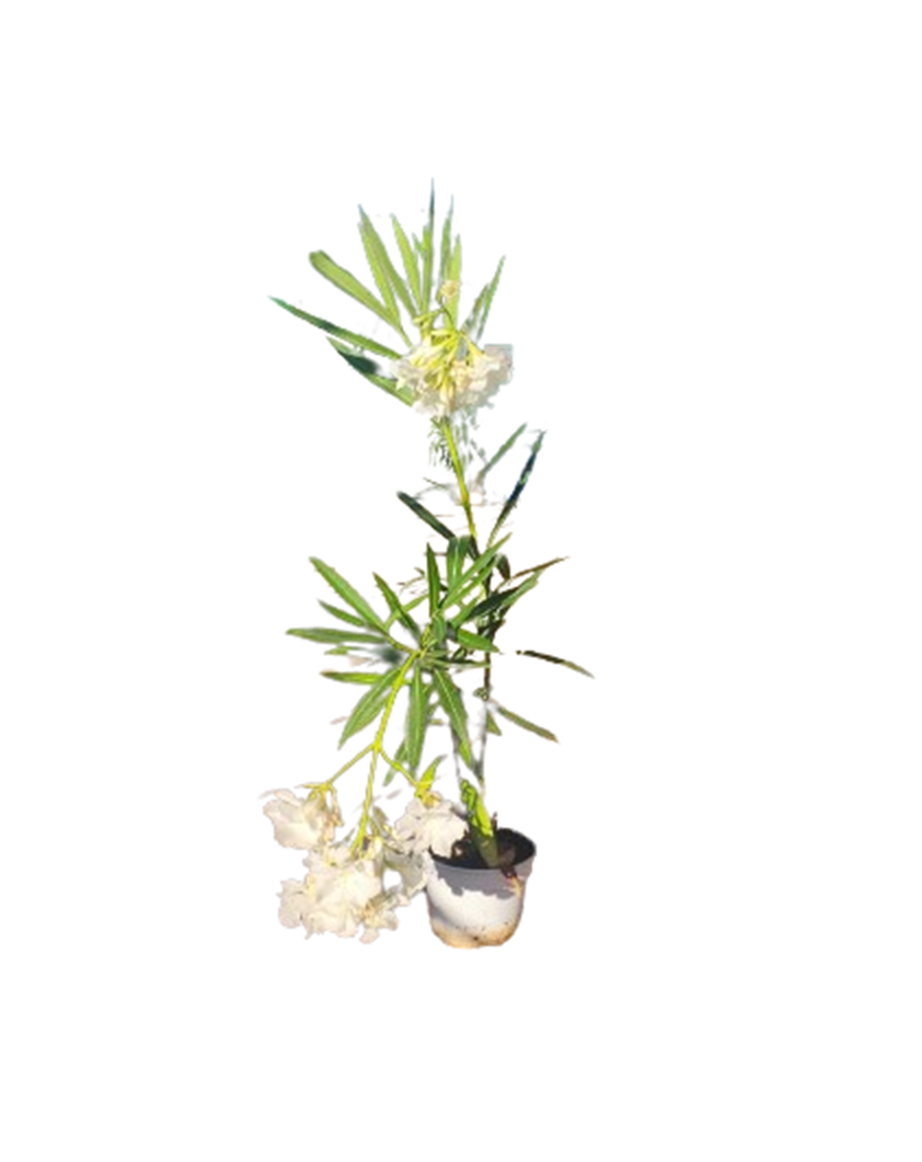 Adelfa Blanca Maceta_0