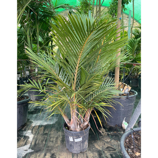 Mascarena Verschaffe Grupo M30 150cm