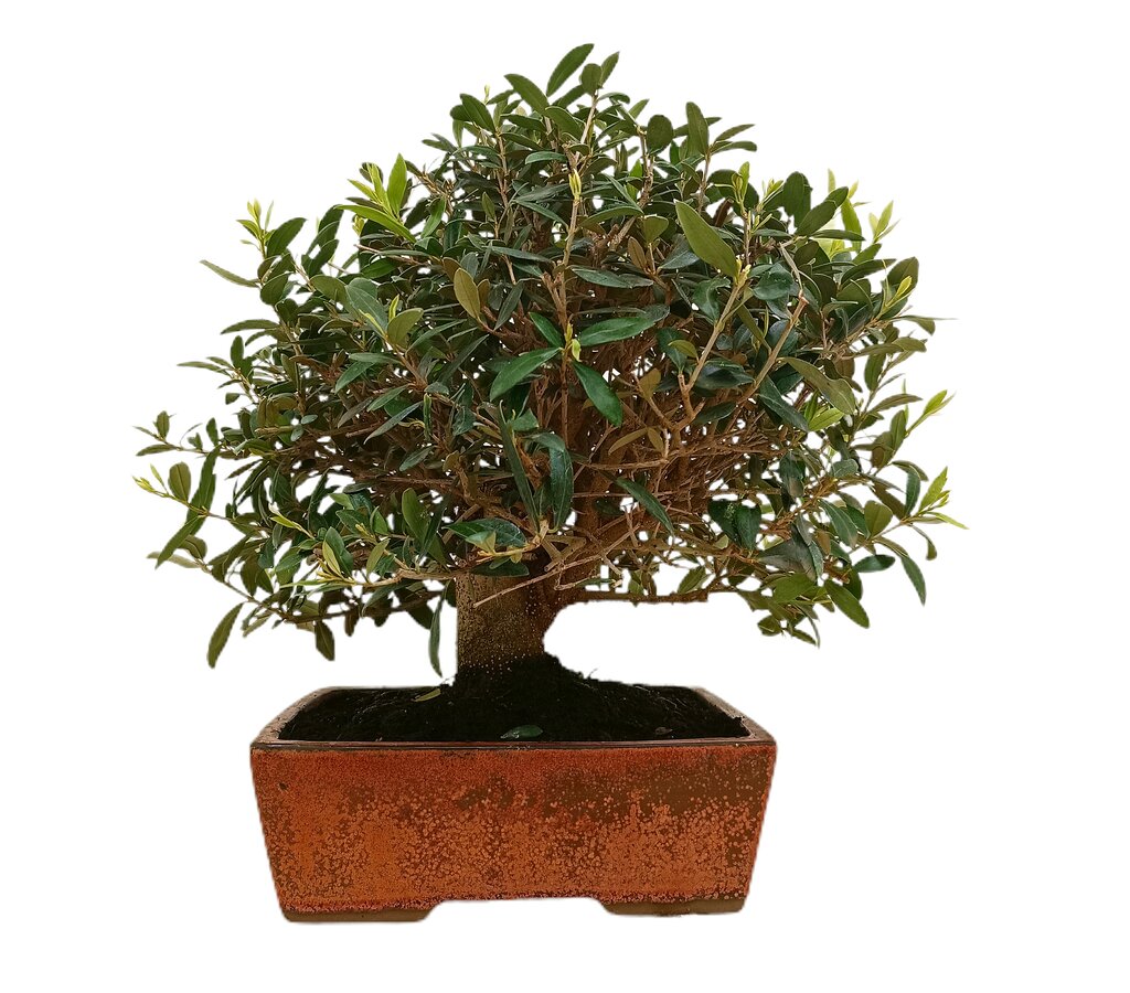 Bonsái Olivo 17 Años (olea Europaea)