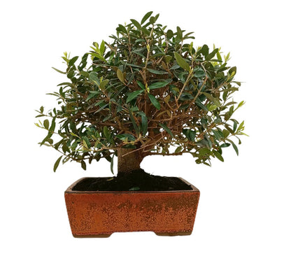 Bonsái Olivo 17 Años (olea Europaea)