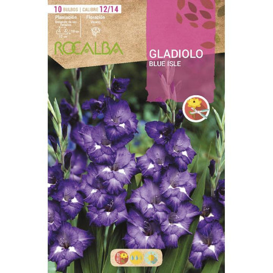 Bulbo Gladiolo Blue Isle 10 unidades (12/14)