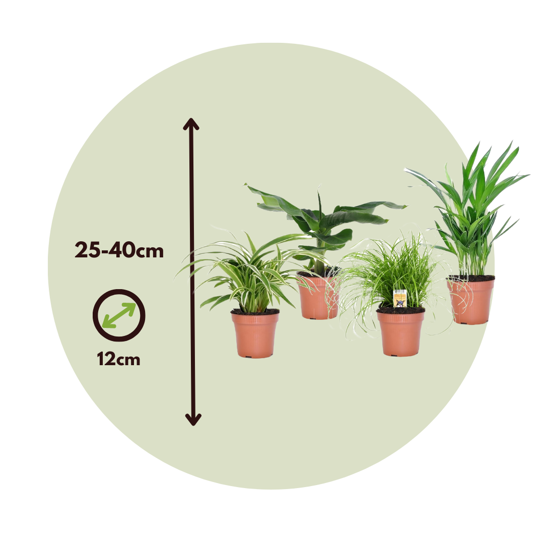 Plantas Que Admiten Mascotas - 4 Pzs - Pet Friendy Mix - Altura 25-40cm - ⌀12cm_2