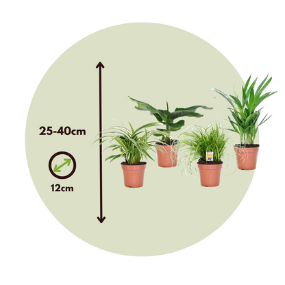 Plantas Que Admiten Mascotas - 4 Pzs - Pet Friendy Mix - Altura 25-40cm - ⌀12cm_2