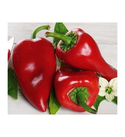 Plantón Pimiento Del Piquillo (10 Unidades)_0