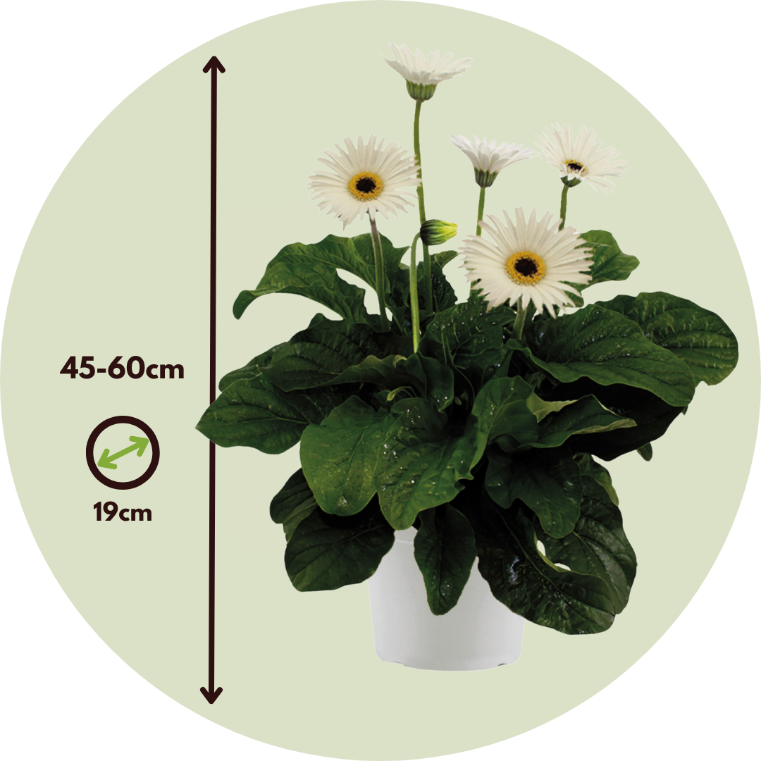 Gerbera Garvinea - Blanca - Altura 45-60cm - ⌀19cm_2
