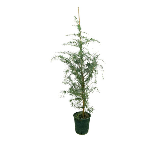 Cedrus Deodara M22 100-120cm