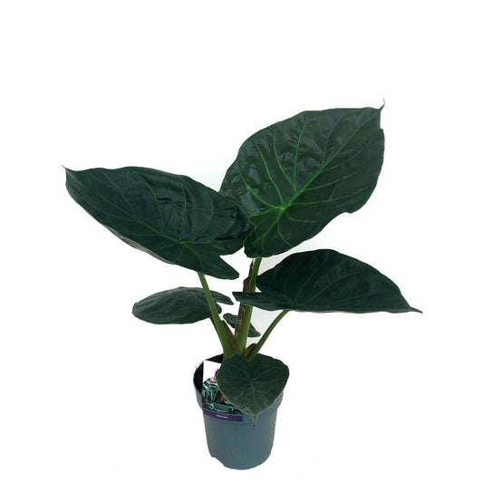 Alocasia Wentii M19 70cm_0