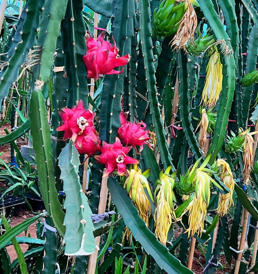 Pitahaya O Fruta Del Dragón - Caja De 4kg_4