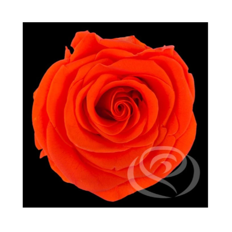 Mundo Eterno Rosa Preservada Botón Naranja_0