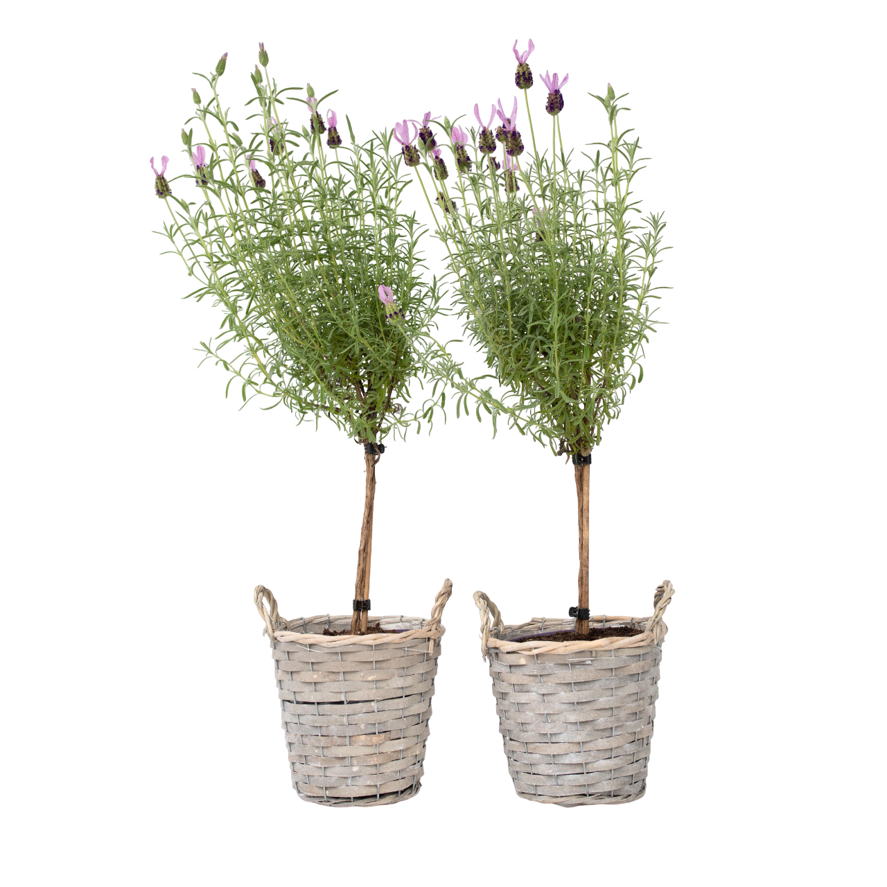 Árbol De Lavanda - 2 Pzs - Lavandula Stoechas 'anouk' - Altura 45-55cm - ⌀15cm_0