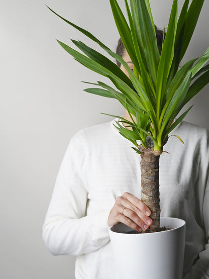 Yuca O Pie De Elefante | Altura 90cm - Diámetro 19cm