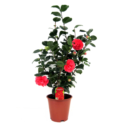 Rosa Japonesa - Camellia Japonica 'lady Campbell' - Altura 60-70cm - ⌀19cm_0