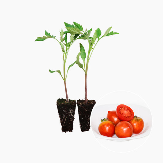Plantón Tomate Penjar Grill 2 Unidades - PlantaBo_0