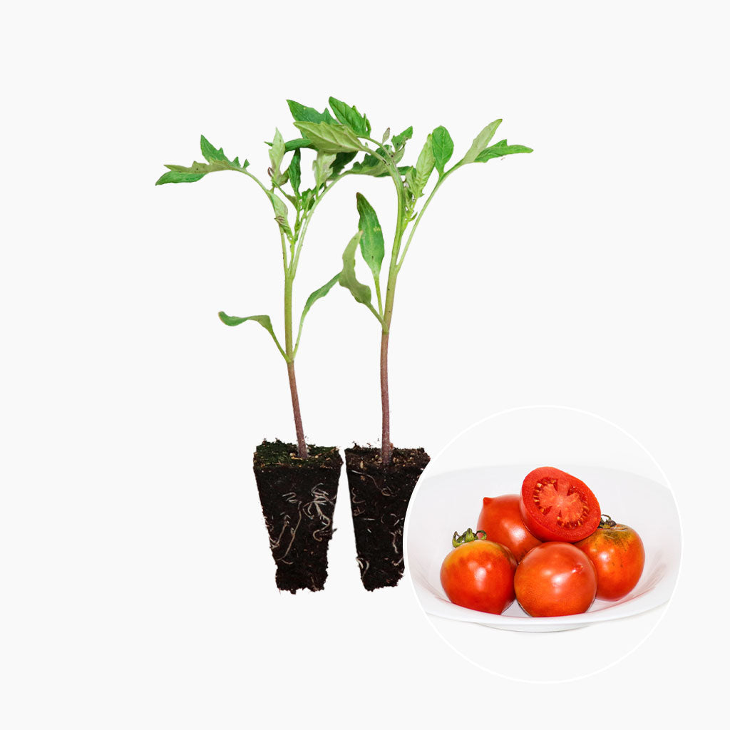 Plantón Tomate Penjar Grill 6 Unidades - Plantabo_0