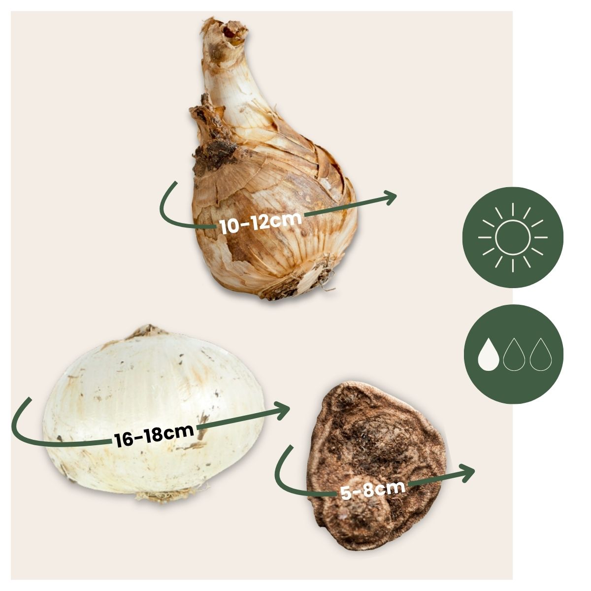Bulbos - 35 Unidades - Sunny Garden Box - Anémona Allium Narciso