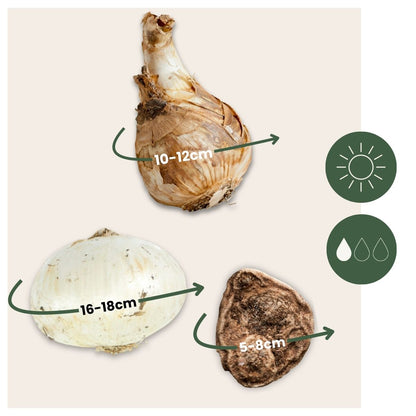 Bulbos - 35 Unidades - Sunny Garden Box - Anémona Allium Narciso