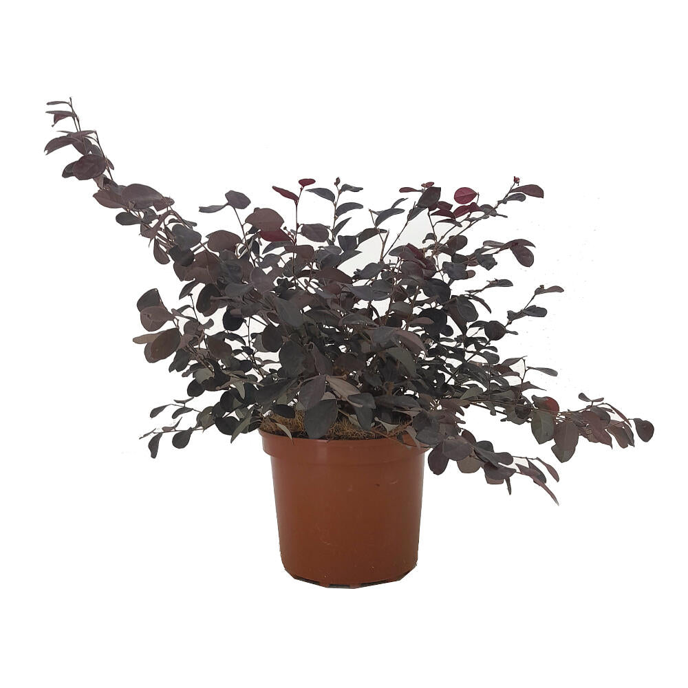 Loropetalum Chinense 20/30 2.5 L 40cm_0