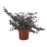 Loropetalum Chinense 20/30 2.5 L 40cm