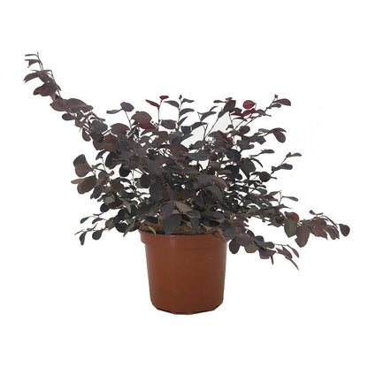 Loropetalum Chinense 20/30 2.5 L 40cm