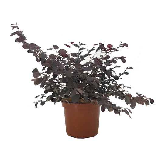 Loropetalum Chinense 20/30 2.5 L 40cm