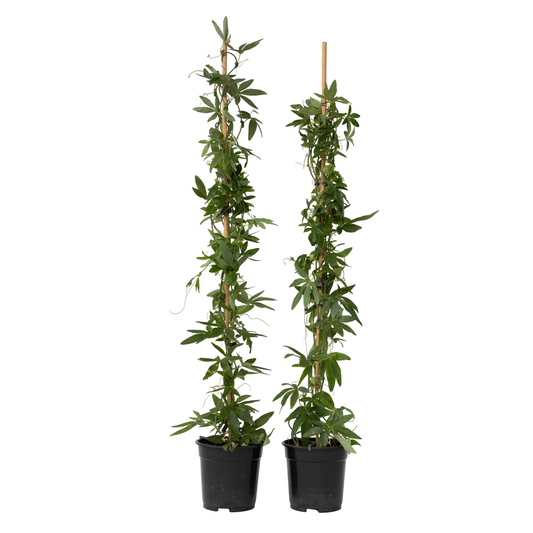 Pasionaria Azul - 2 Pzs - Passiflora 'constance Elliott' - A110-120cm - ⌀17cm_0