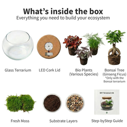 Terrario De Plantas Ø30 Cm - Ecosistema - Cristal - Diy_4