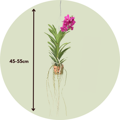 Orquídea Vanda - Vanda 'pink' - Altura 45-55cm - ⌀12cm_2