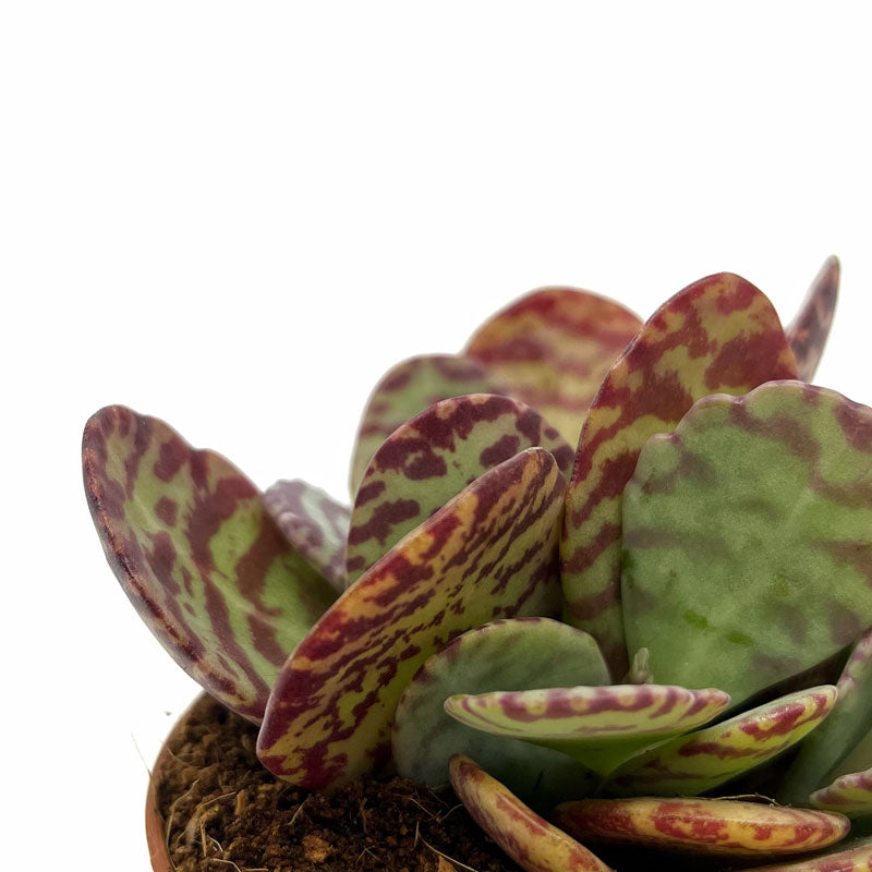 Kalanchoe Humilis Cactus Y Suculentas