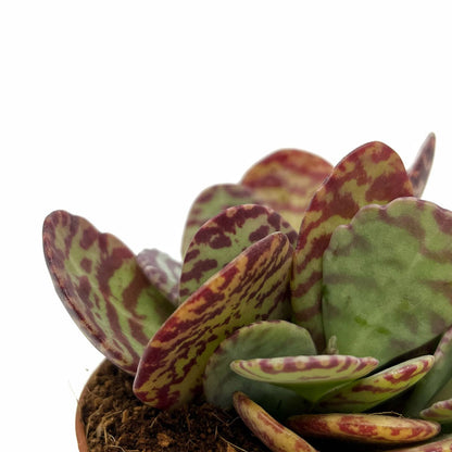 Kalanchoe Humilis Cactus Y Suculentas