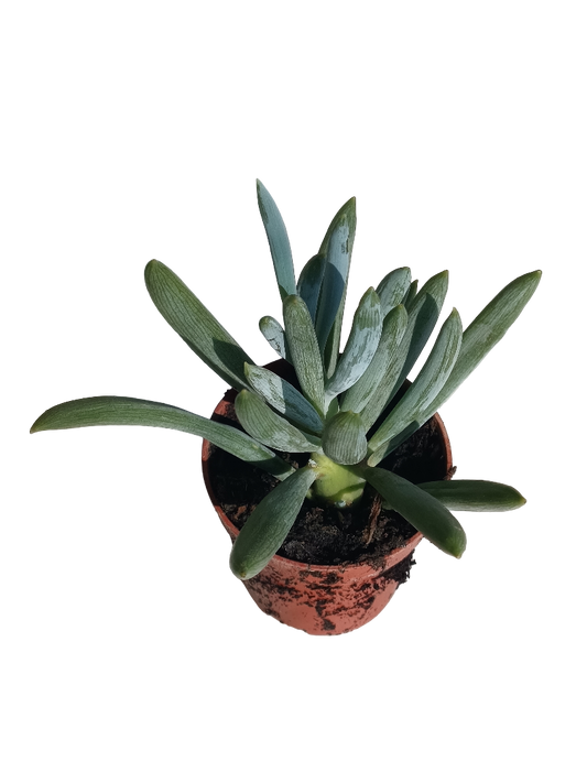 Senecio Ficoides Azul Aguamarina Planta Suculenta Ø 5 Cms_0