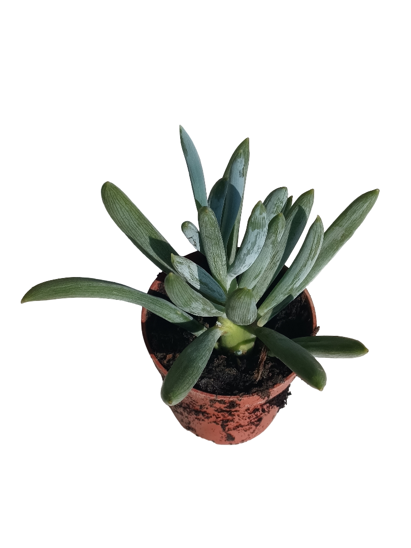 Senecio Ficoides Azul Aguamarina Planta Suculenta Ø 5 Cms