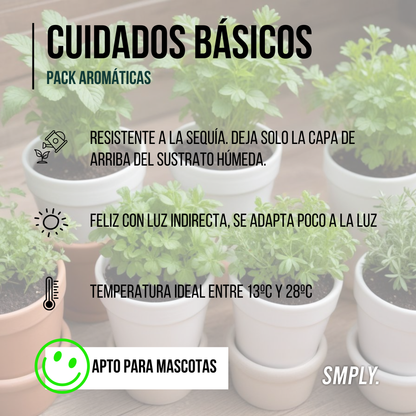 Smply -pack De 15 Plantas Aromáticas Naturales En Maceta Set Completo De Hierbas Frescas Ideal Para Cocinar Kit , En Maceta M11