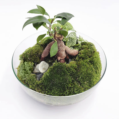 Terrario Borneo Forest Ficus Retusa Ø20 x 20cm