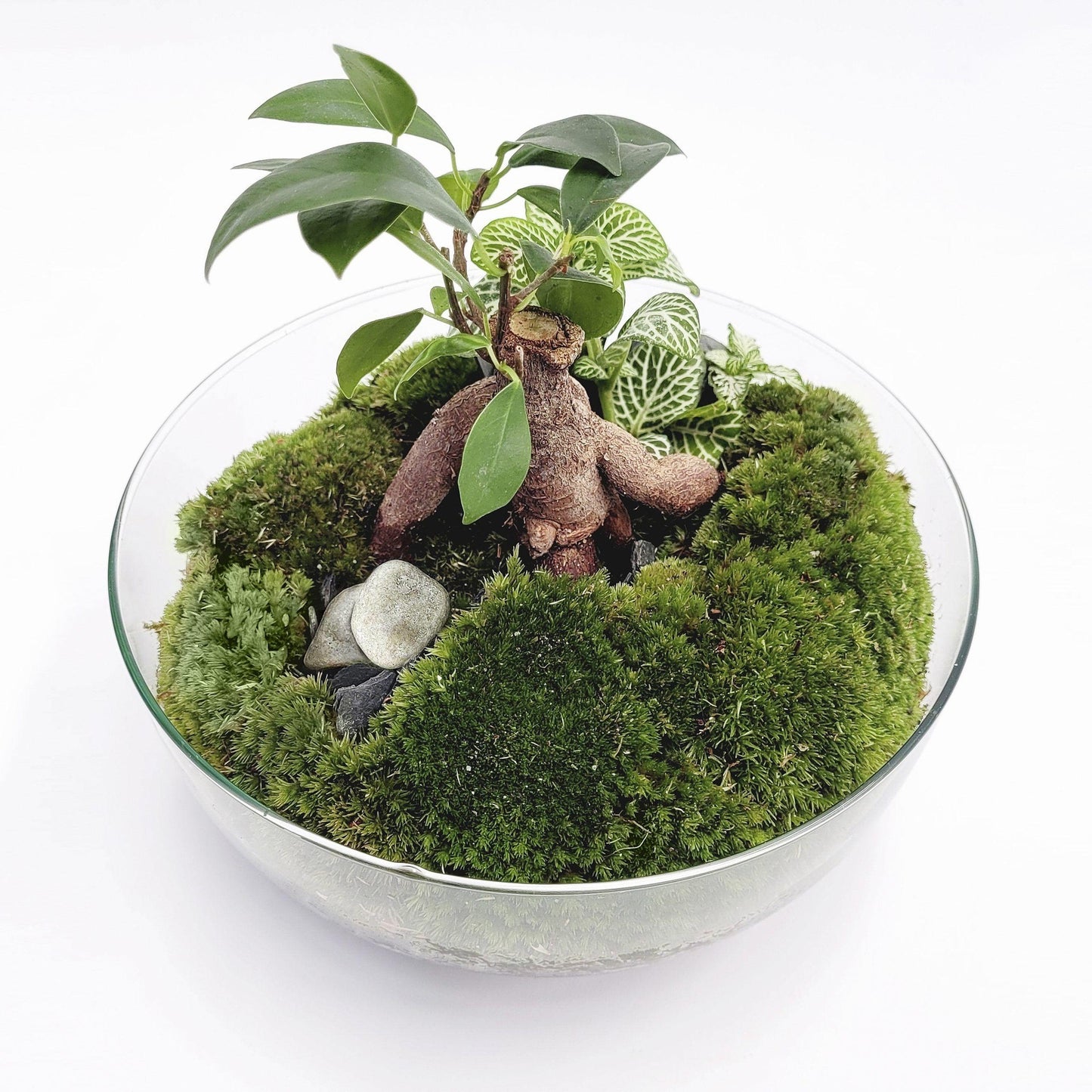 Terrario Borneo Forest Ficus Retusa Ø20 x 20cm