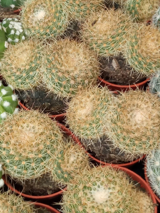 Suculentas Y Cactus Variedad #37 Planta Sin Id_0