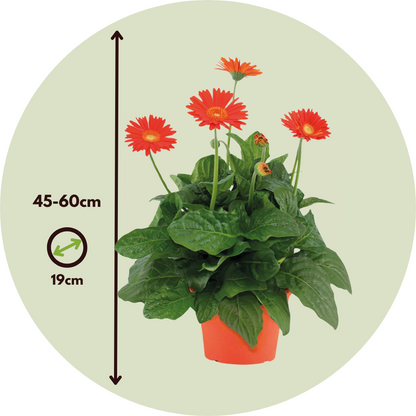 Gerbera Garvinea - Naranja - Altura 45-60cm - ⌀19cm_2